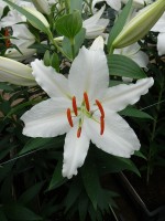 [5282 Ice Dancer 2N No02.JPG]